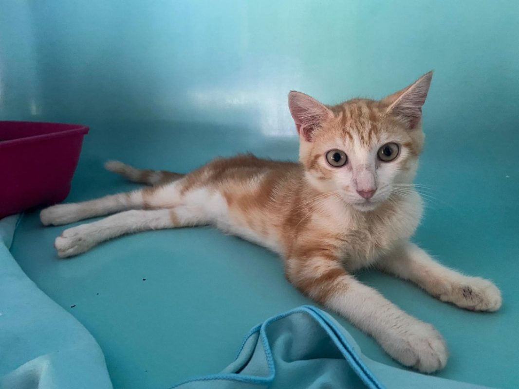 Dim - Chat Européen à adopter