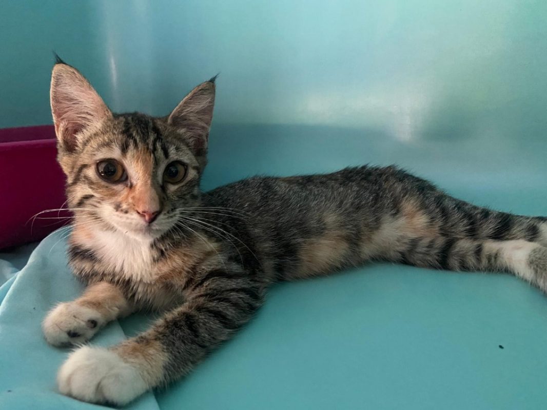 Dory - Chat Européen à adopter