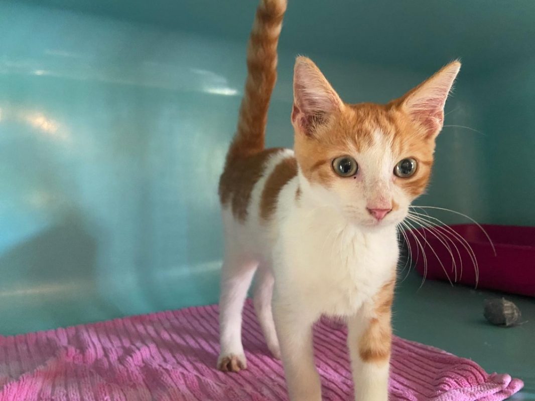 Bourrache - Chat Européen à adopter