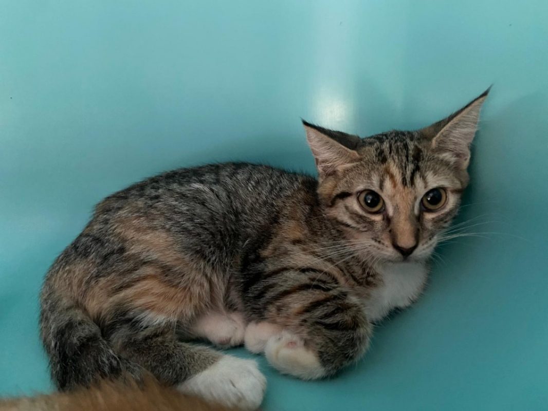 Diva - Chat Européen à adopter