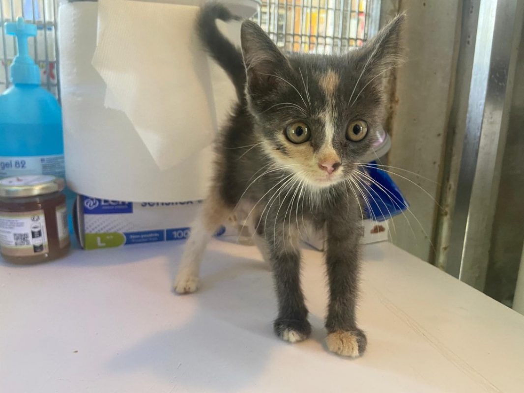 Reglisse - Chat Européen à adopter