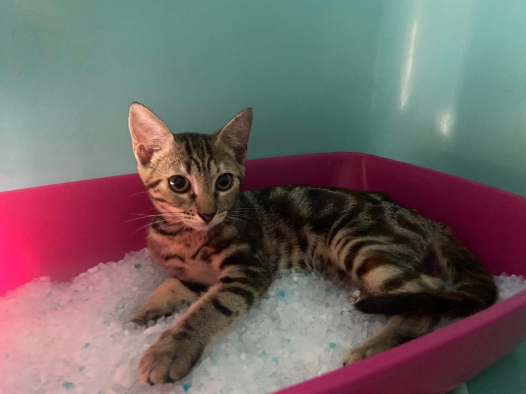 Daisy - Chat Européen à adopter