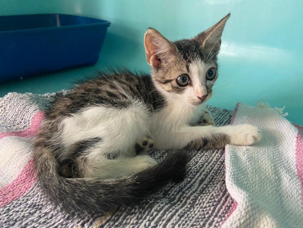 Foufou - Chat Européen à adopter