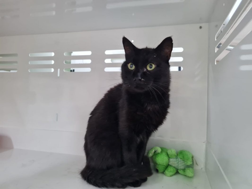 Hades - Chat Européen à adopter
