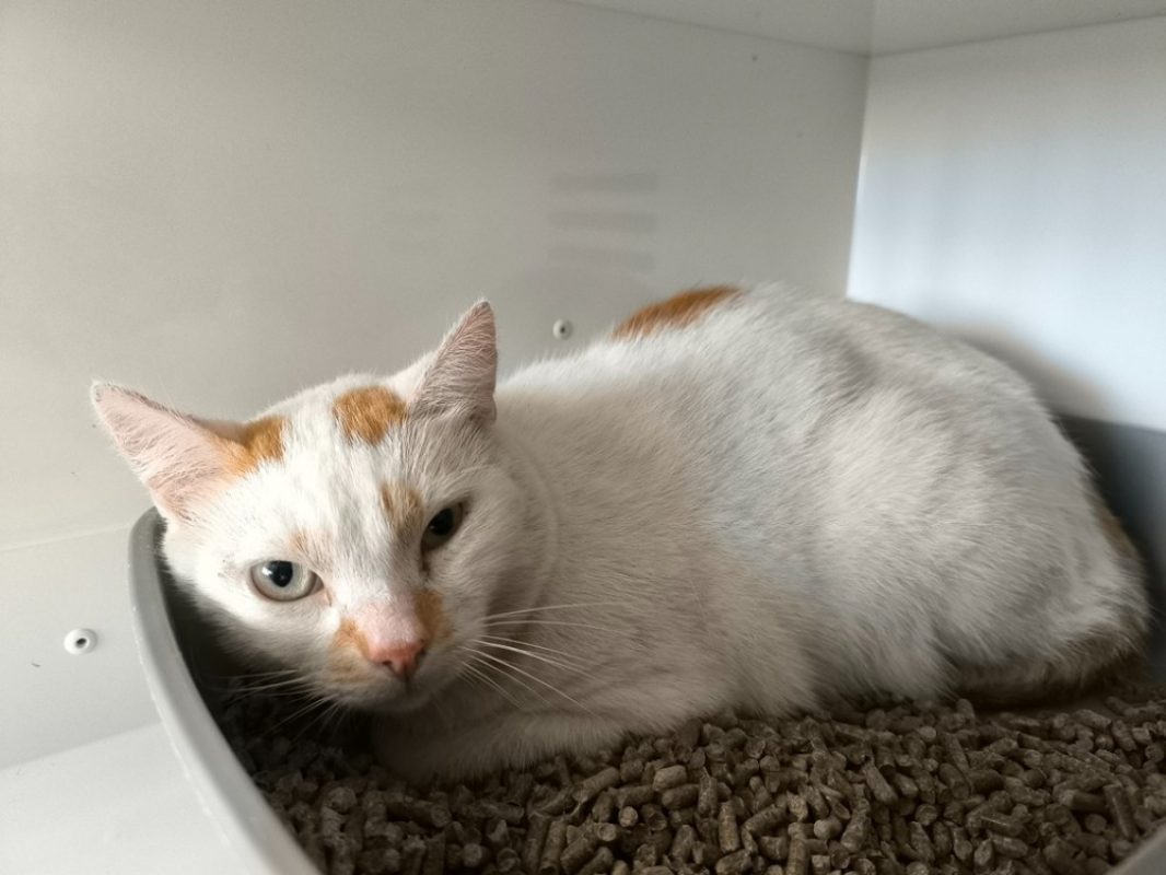 Ivy - Chat Européen à adopter