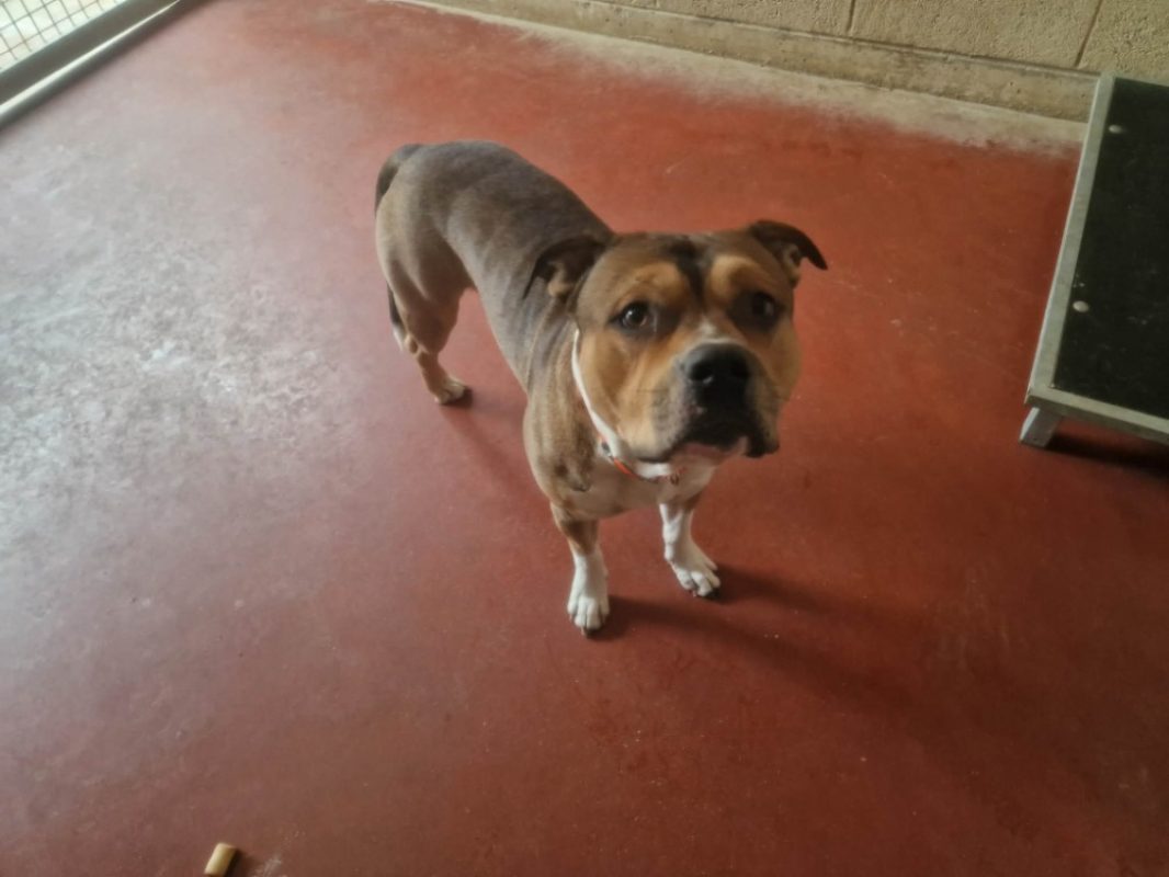 Iron - Chien à adopter