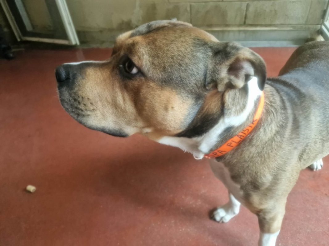 Iron - Chien à adopter - photo 2