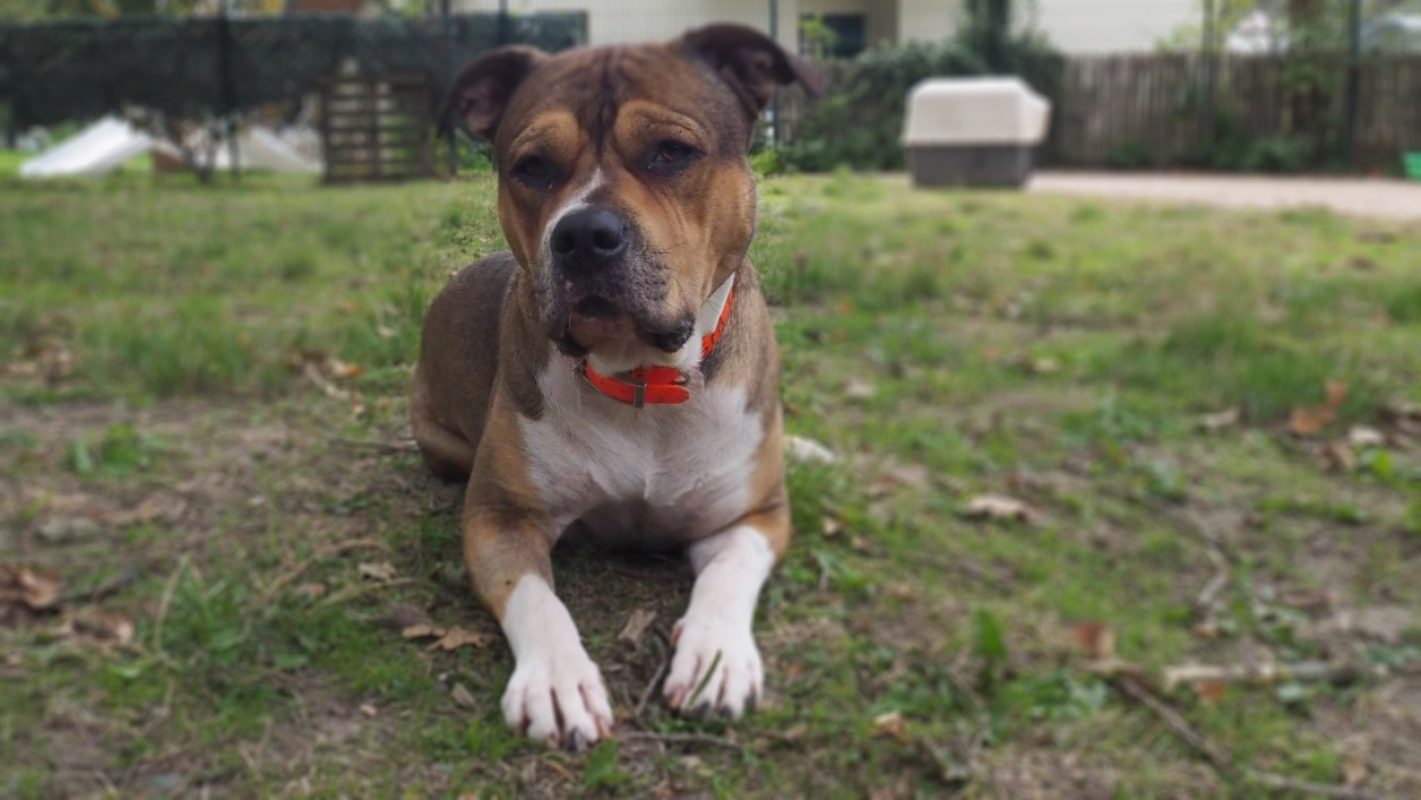 Iron - Chien à adopter