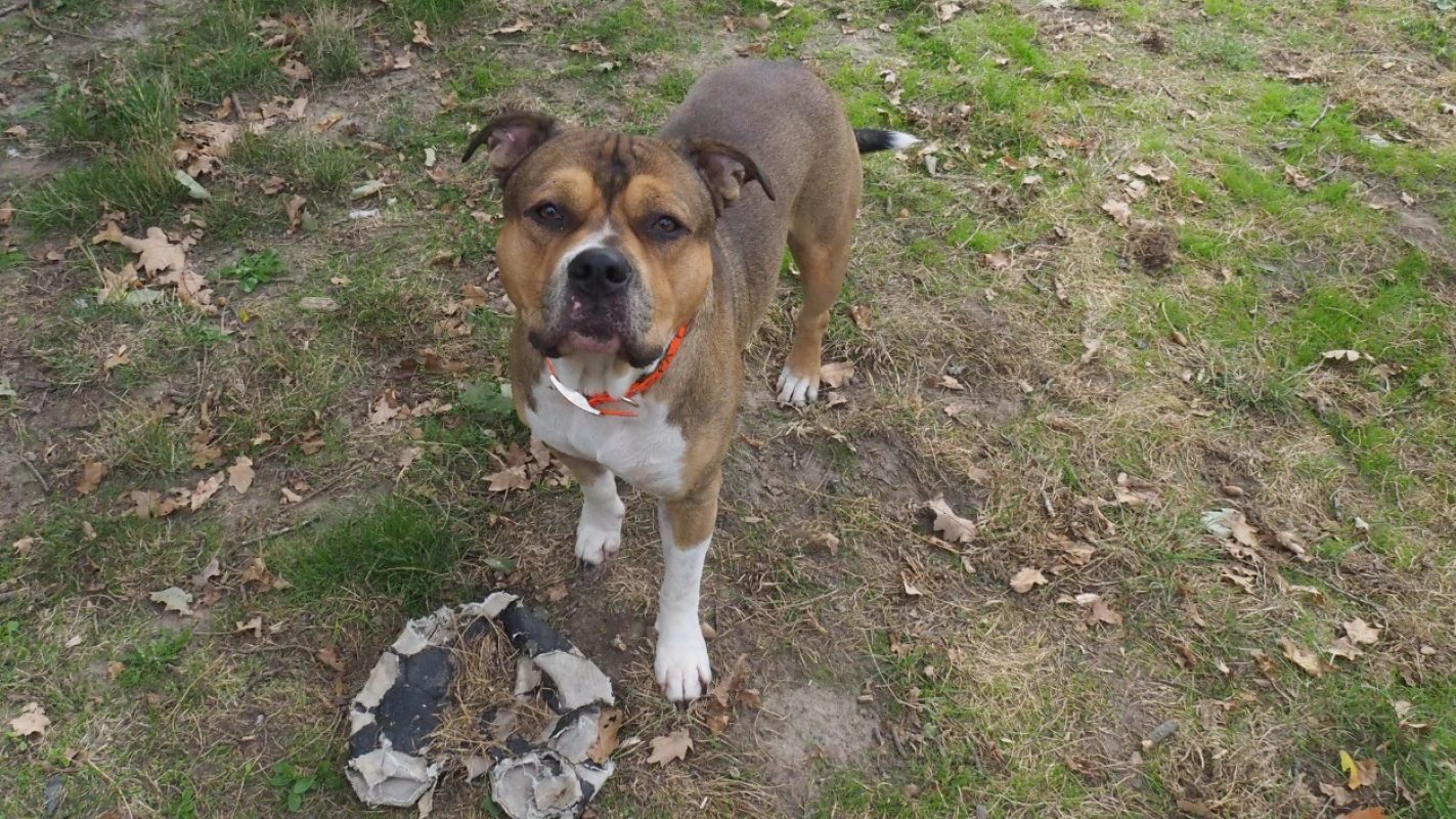 Iron - Chien à adopter - photo 3