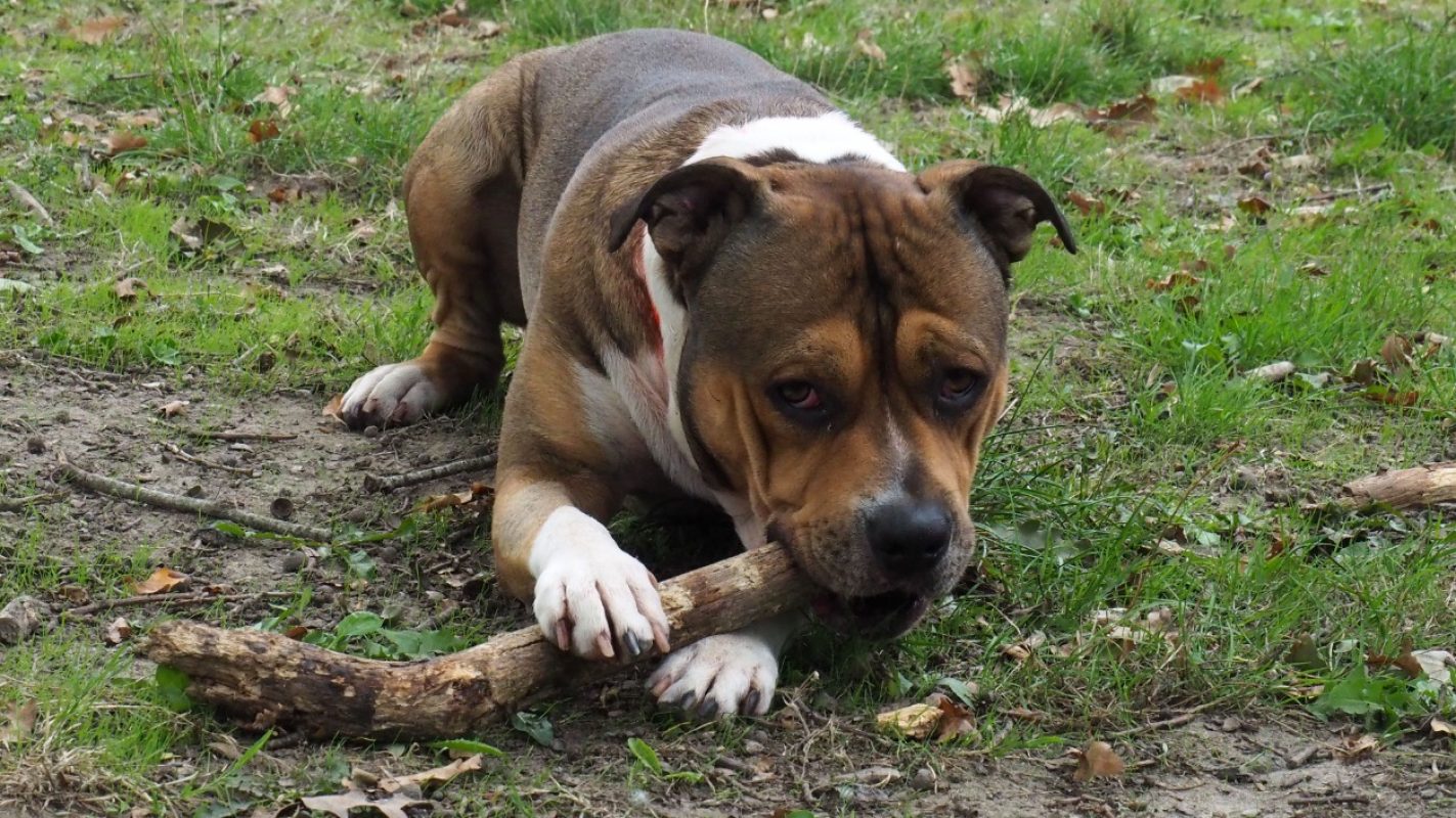 Iron - Chien à adopter - photo 4