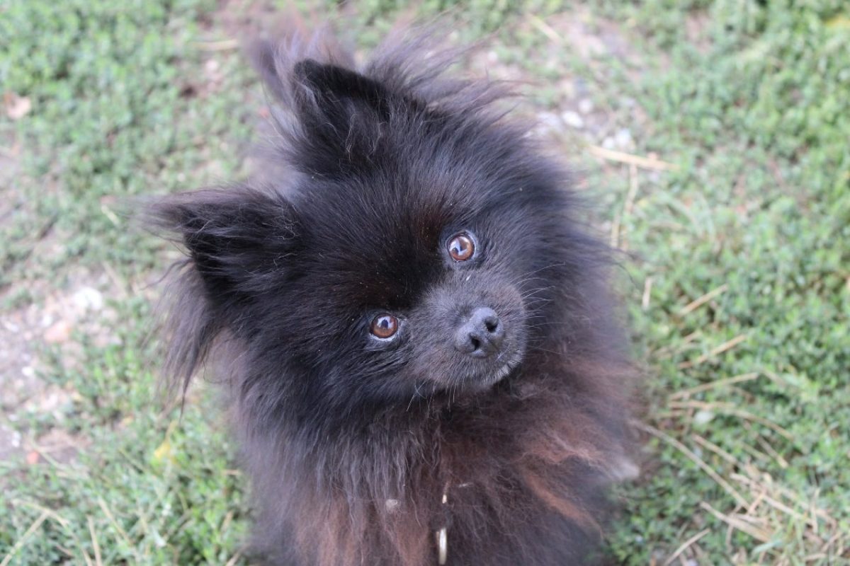 Touffu - Chien Spitz Allemand à adopter
