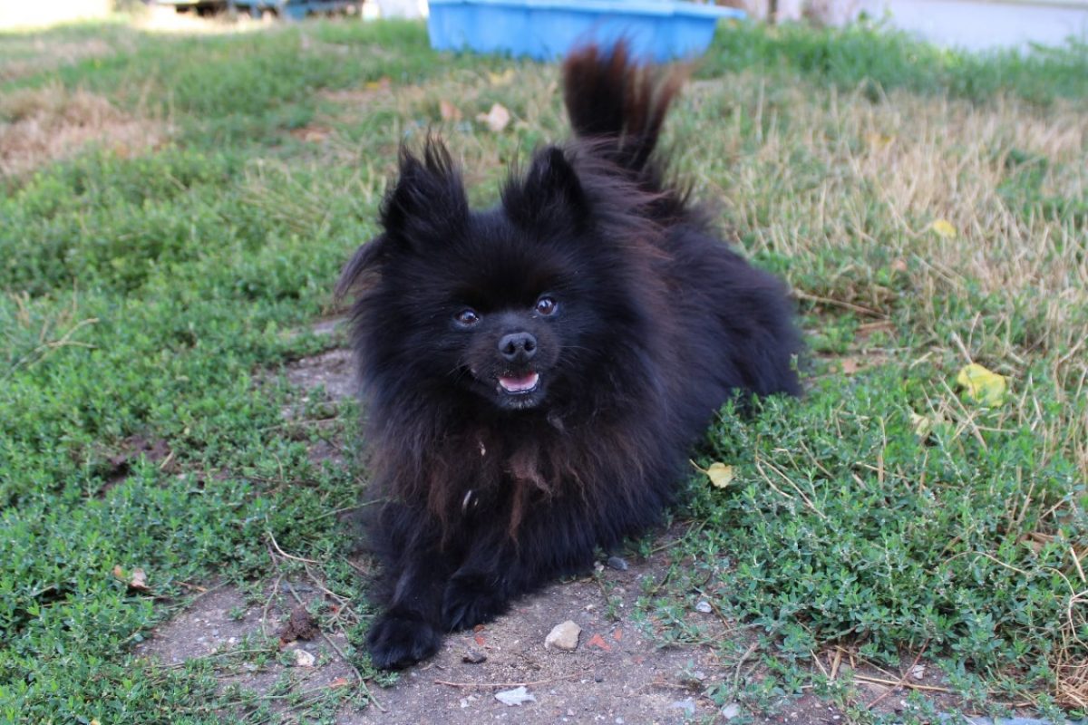 Touffu - Chien Spitz Allemand à adopter - photo 2