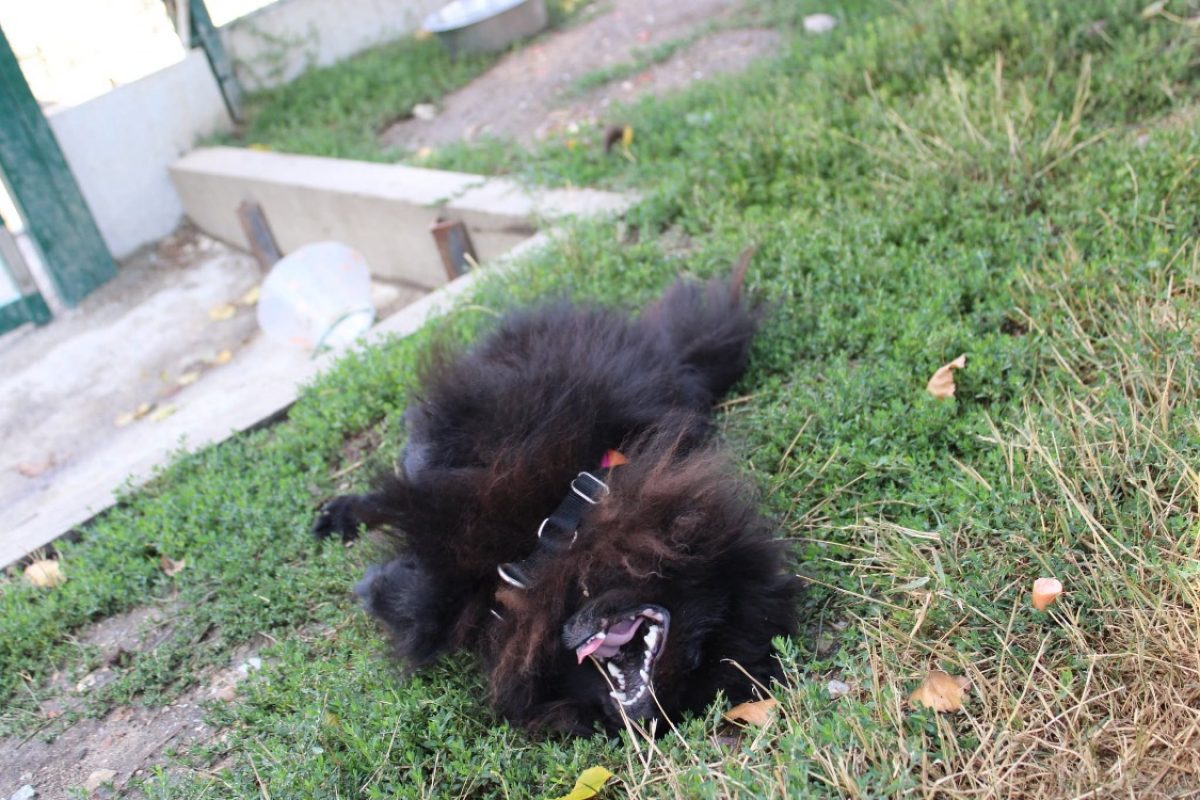 Touffu - Chien Spitz Allemand à adopter - photo 3