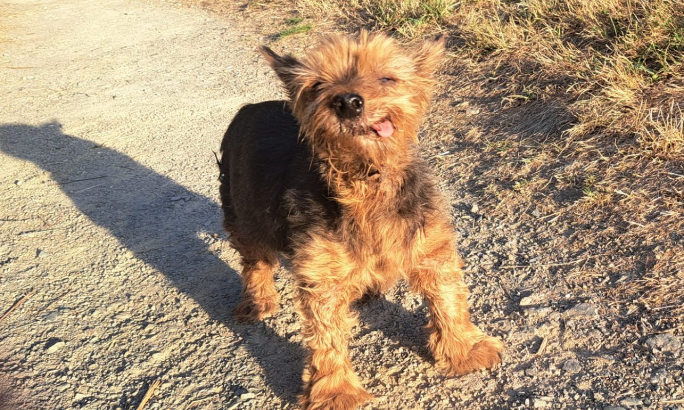 Youki - Chien Yorkshire Terrier à adopter