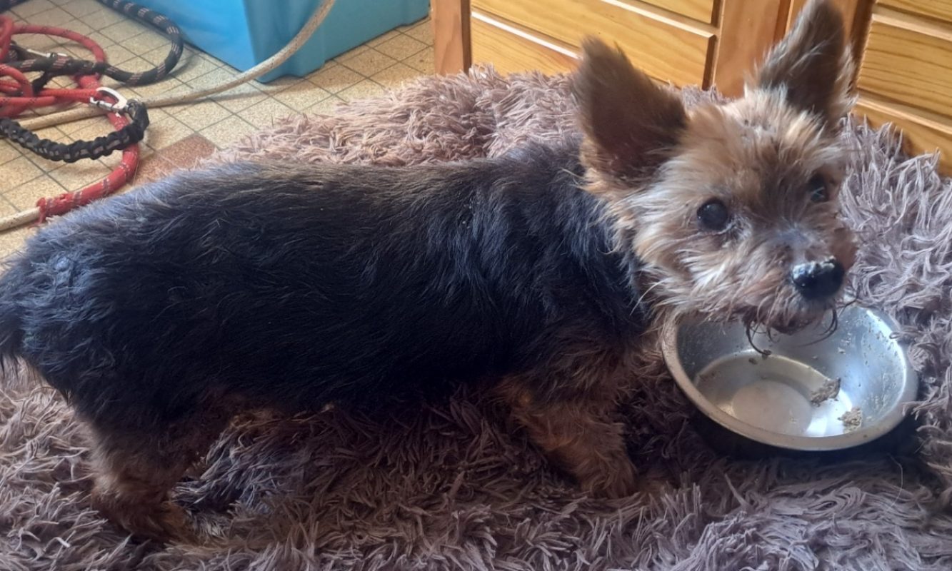 Youki - Chien Yorkshire Terrier à adopter - photo 2