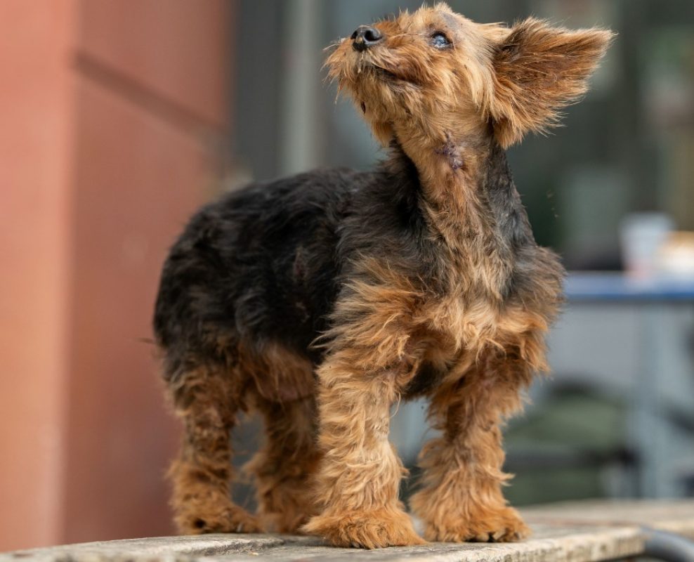 Youki - Chien Yorkshire Terrier à adopter