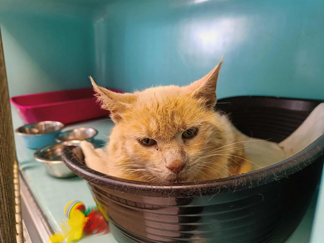 Photo #1 de Collioure