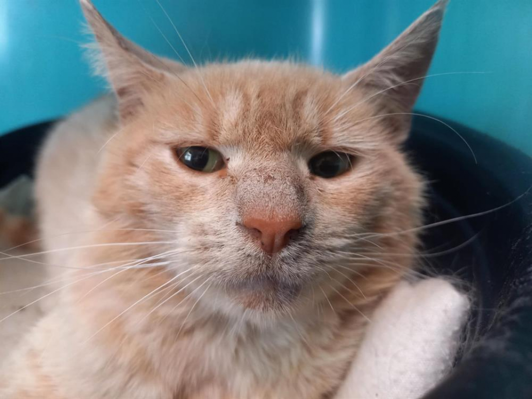 Photo #2 de Collioure