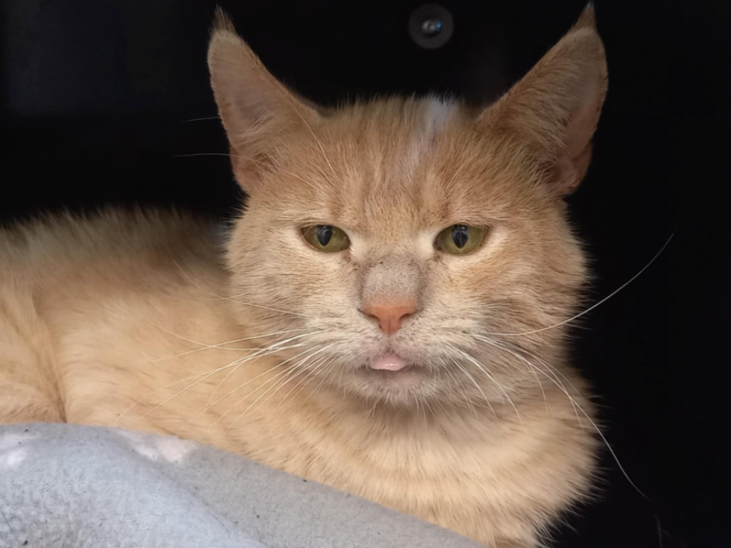 Photo #3 de Collioure