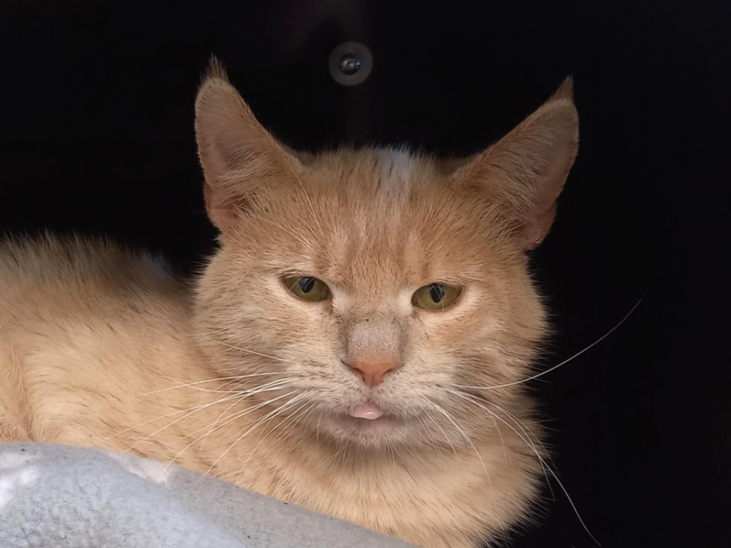 Photo #4 de Collioure