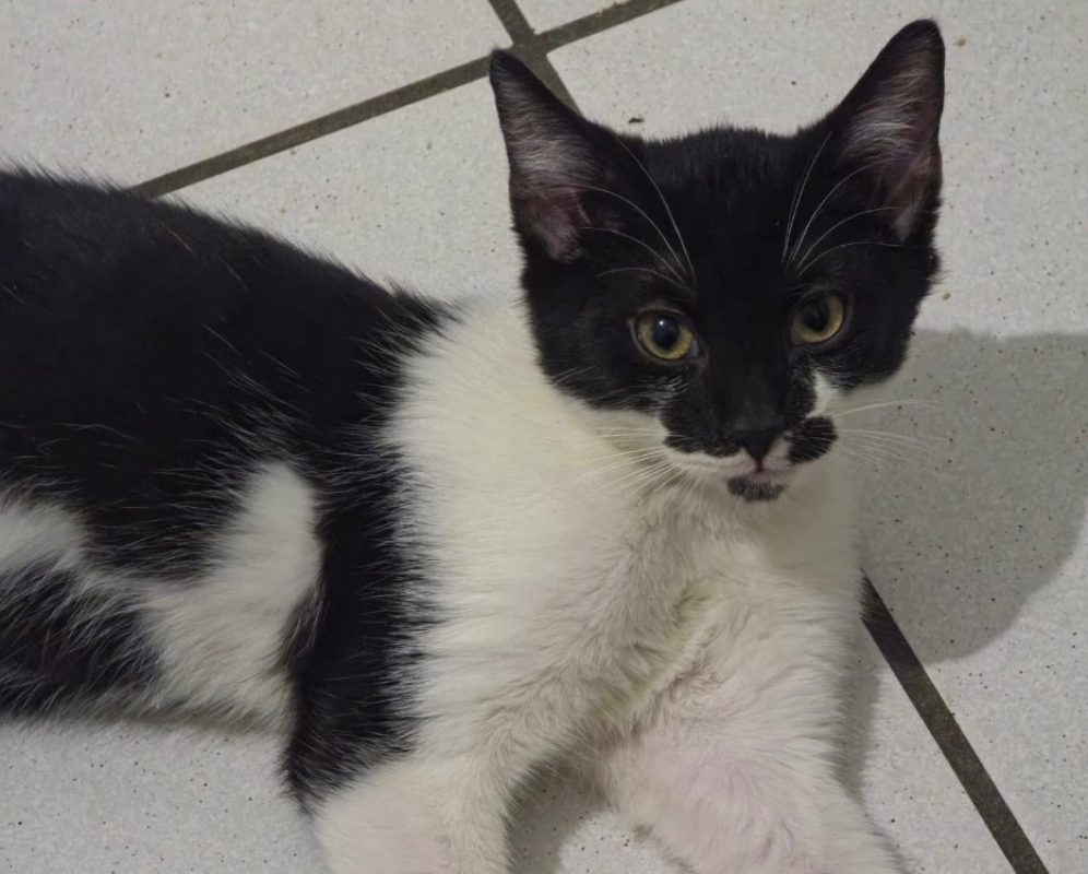 Bob marley - Chat Européen à adopter