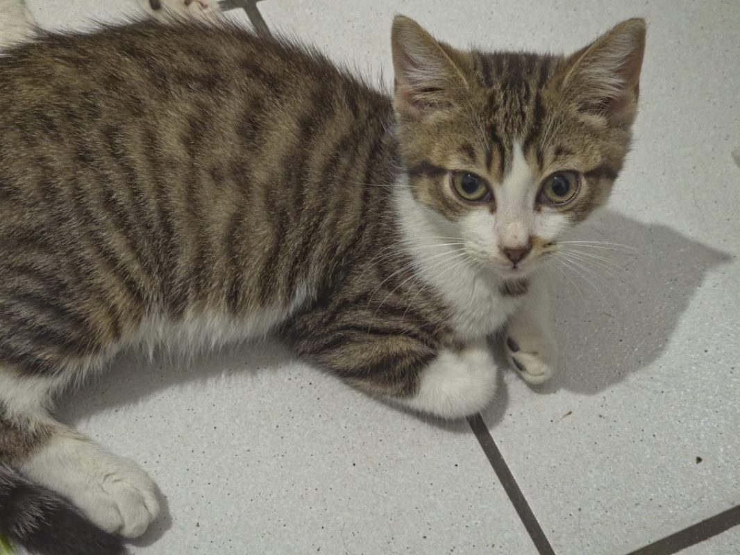 Bumblebee - Chat Européen à adopter