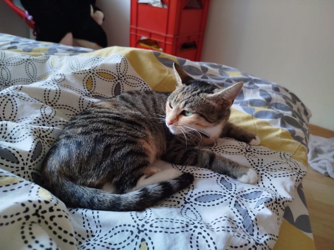 Praline - Chat Européen à adopter