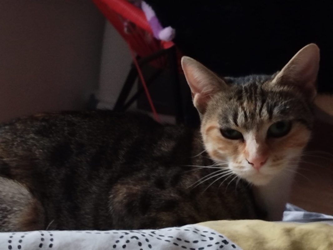 Praline - Chat Européen à adopter - photo 2