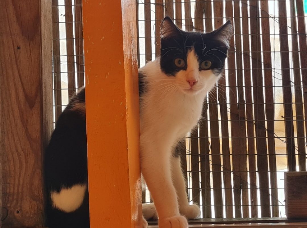 Harry - Chat Européen à adopter