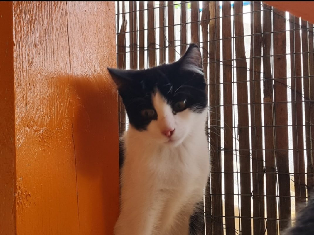Harry - Chat Européen à adopter - photo 2