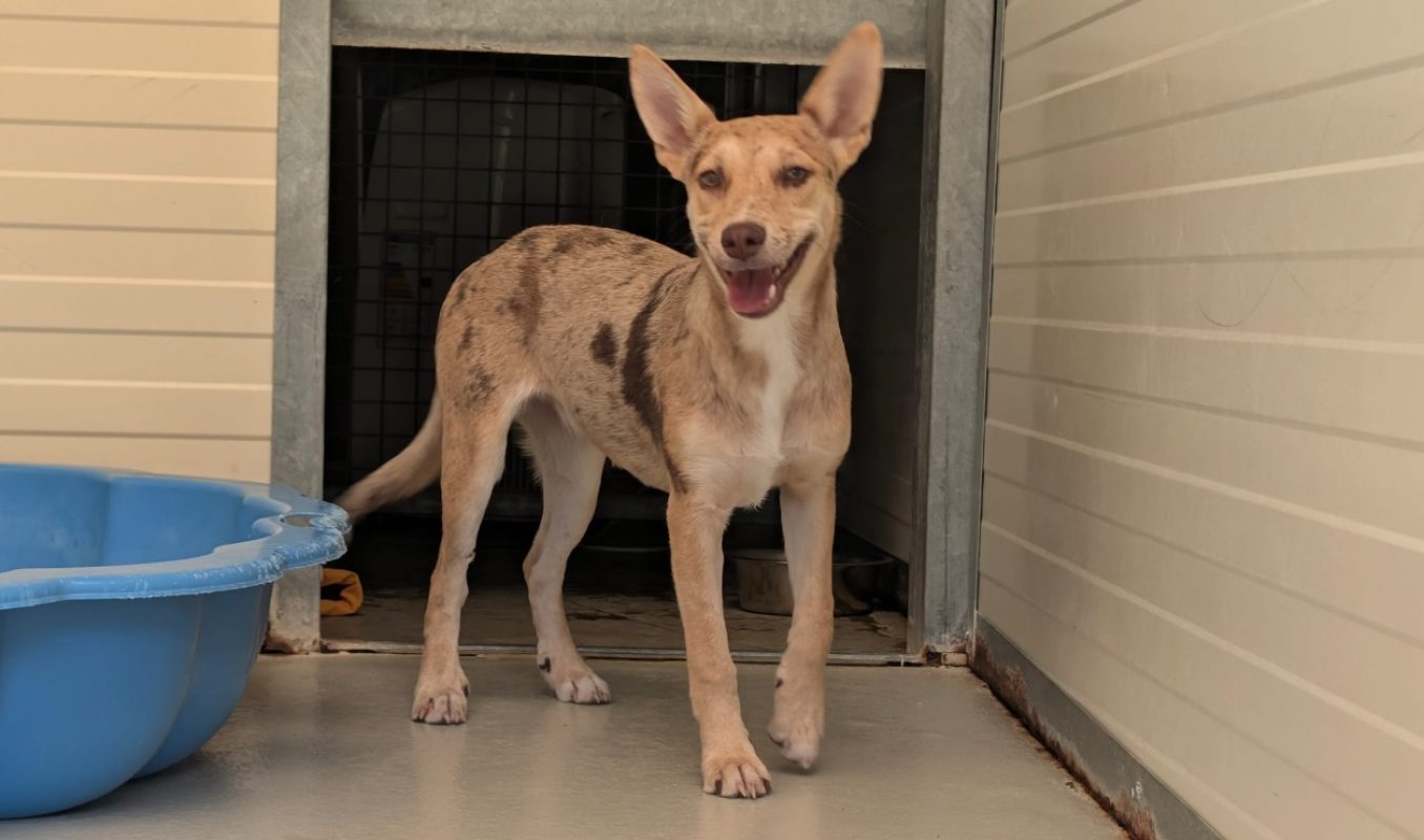 Punky - Chien à adopter