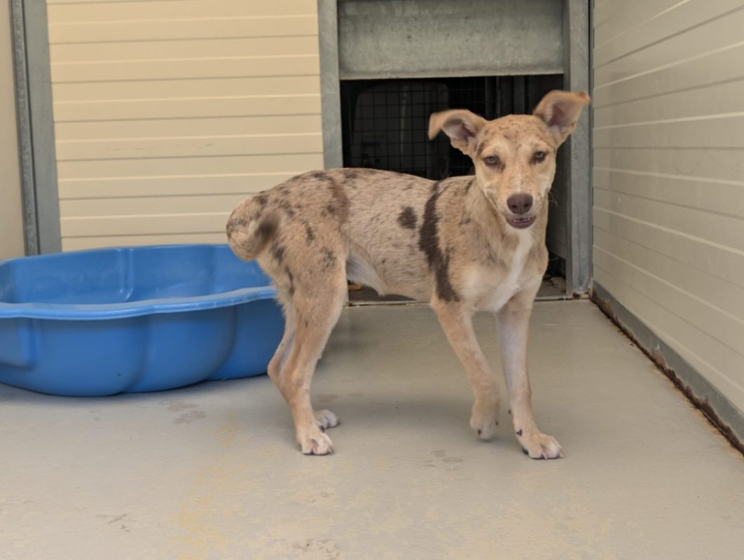Punky - Chien à adopter - photo 4