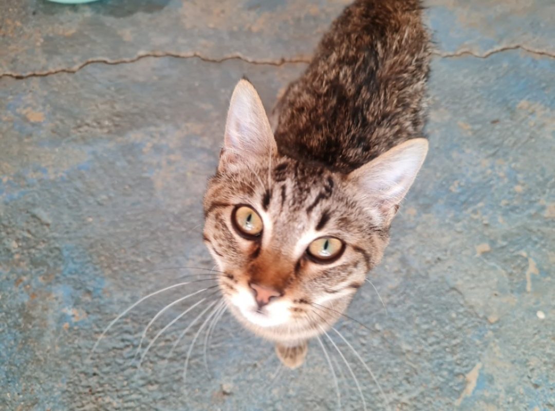 Indigo - Chat Européen à adopter