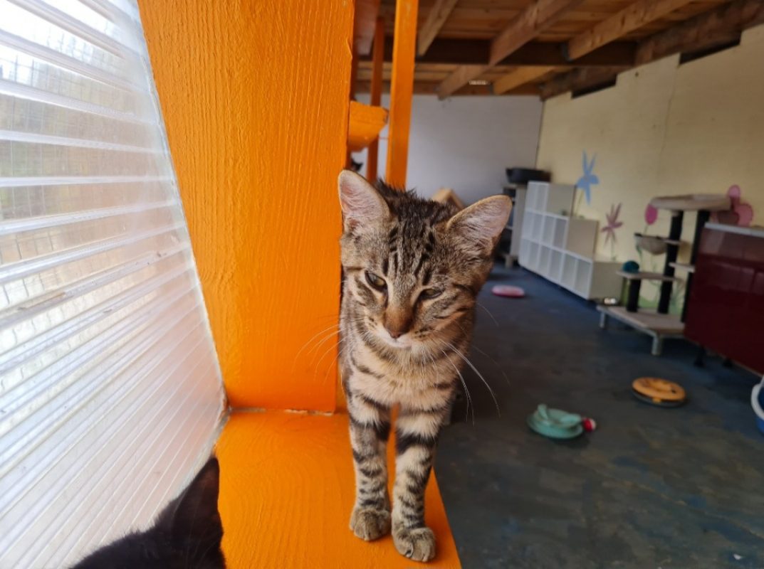Indigo - Chat Européen à adopter - photo 2