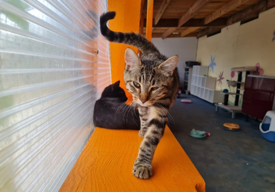 Indigo - Chat Européen à adopter - photo 3