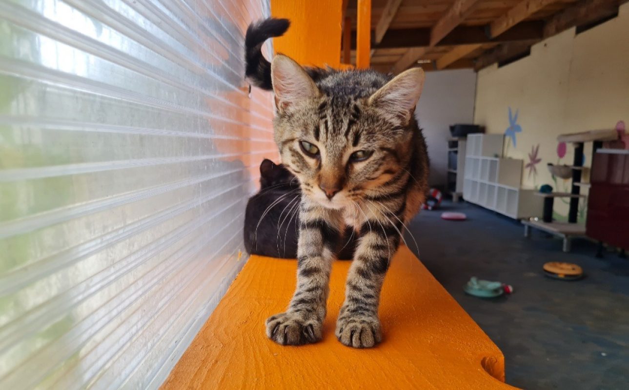 Indigo - Chat Européen à adopter - photo 4