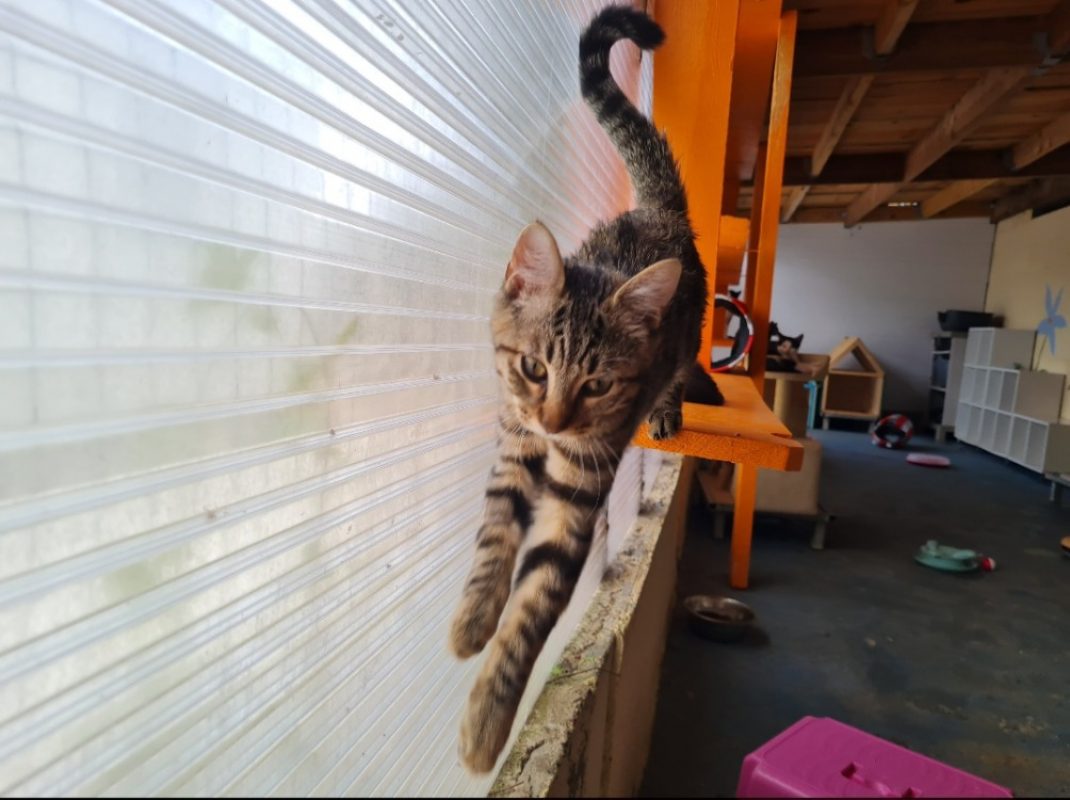 Indigo - Chat Européen à adopter - photo 5