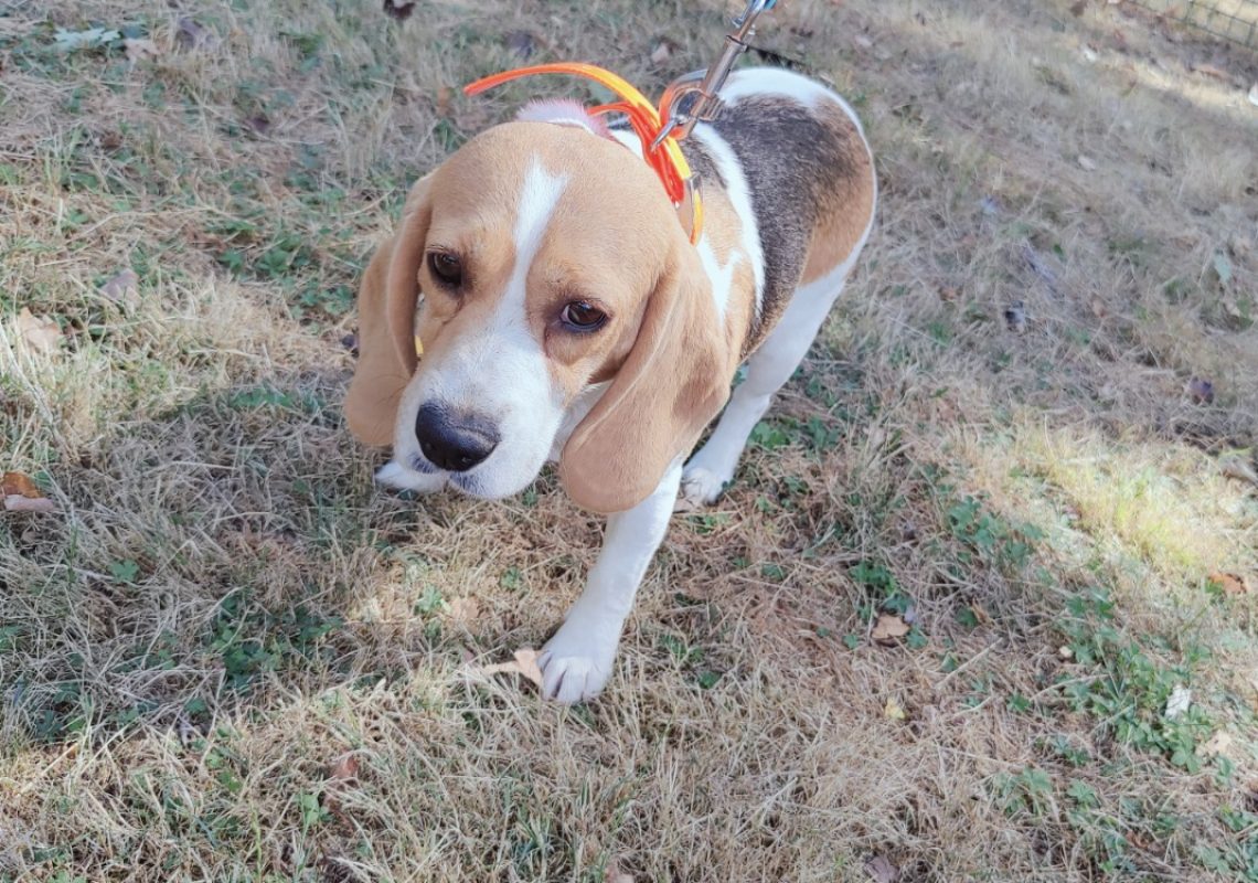 Taya - Chien Beagle à adopter