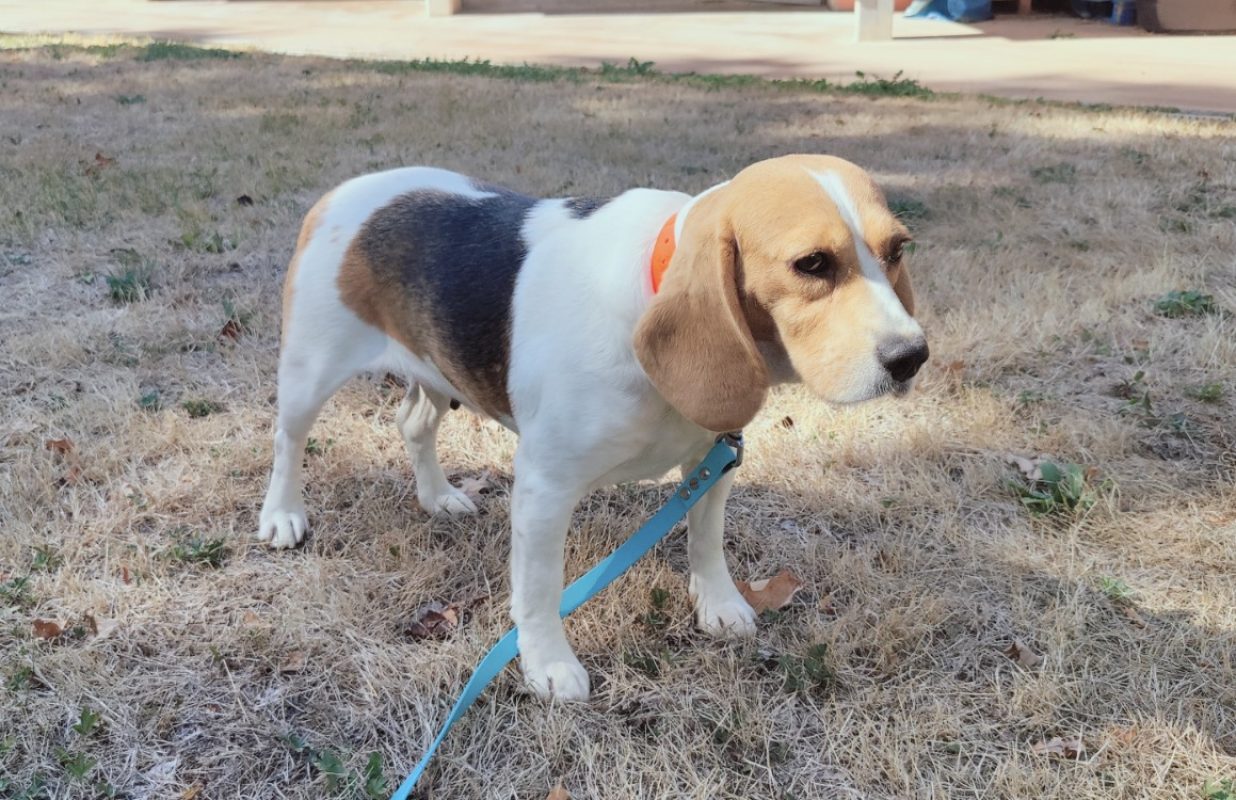 Taya - Chien Beagle à adopter - photo 2