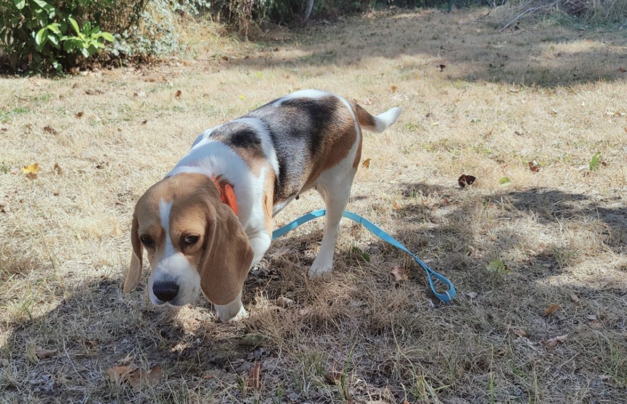 Taya - Chien Beagle à adopter - photo 3