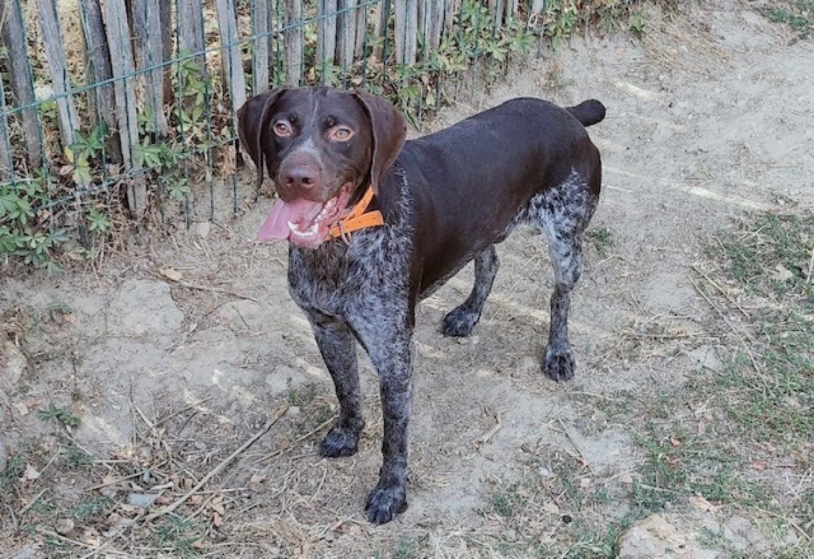Tex - Chien Braque allemand à poil court à adopter