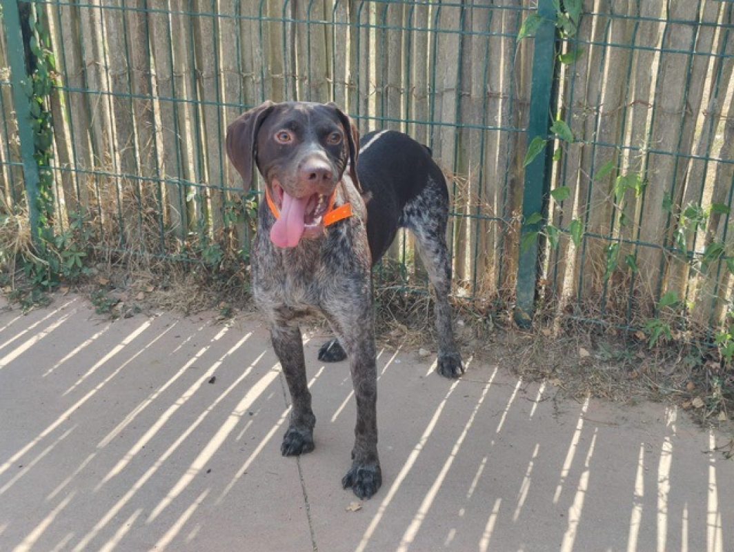 Tex - Chien Braque allemand à poil court à adopter - photo 3