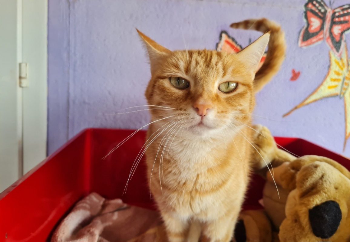 Topaze - Chat Européen à adopter