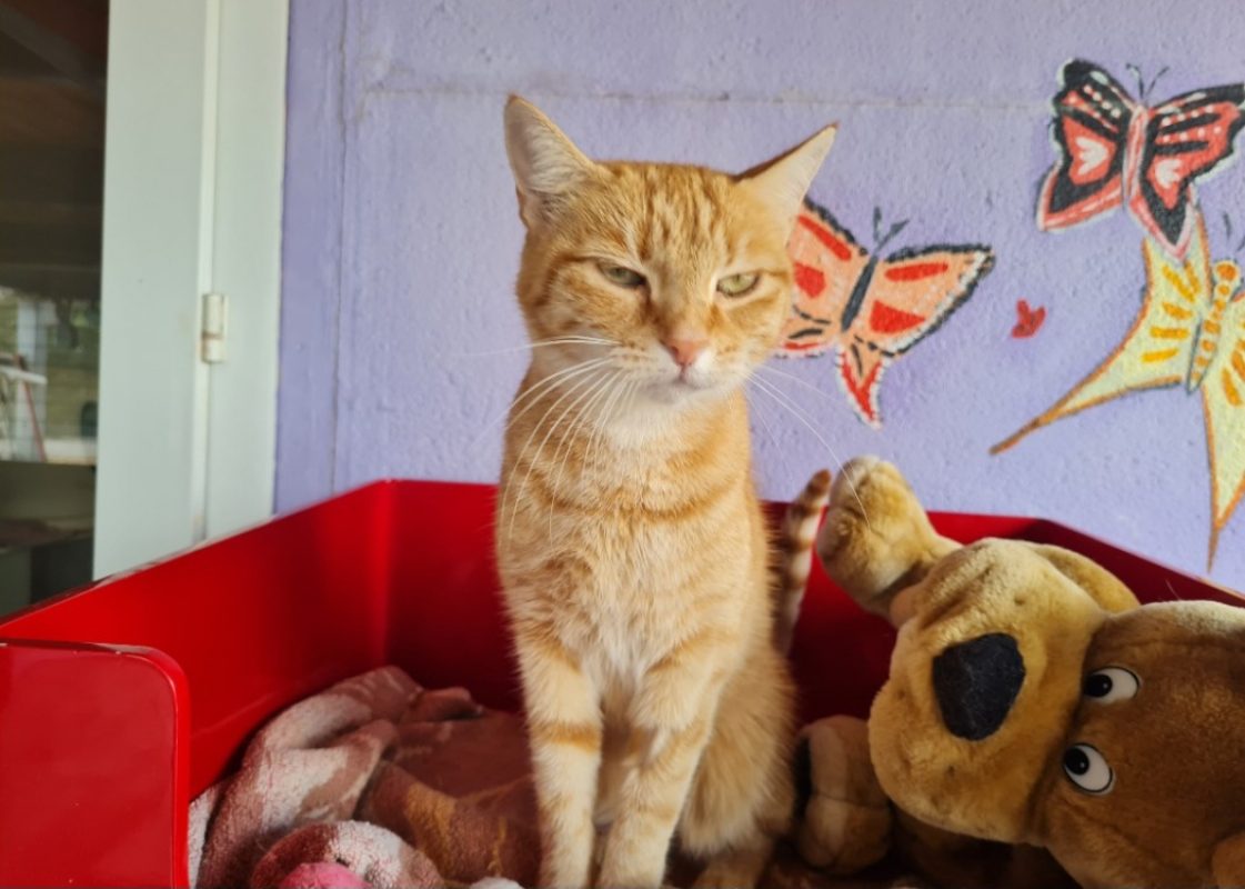 Topaze - Chat Européen à adopter - photo 2