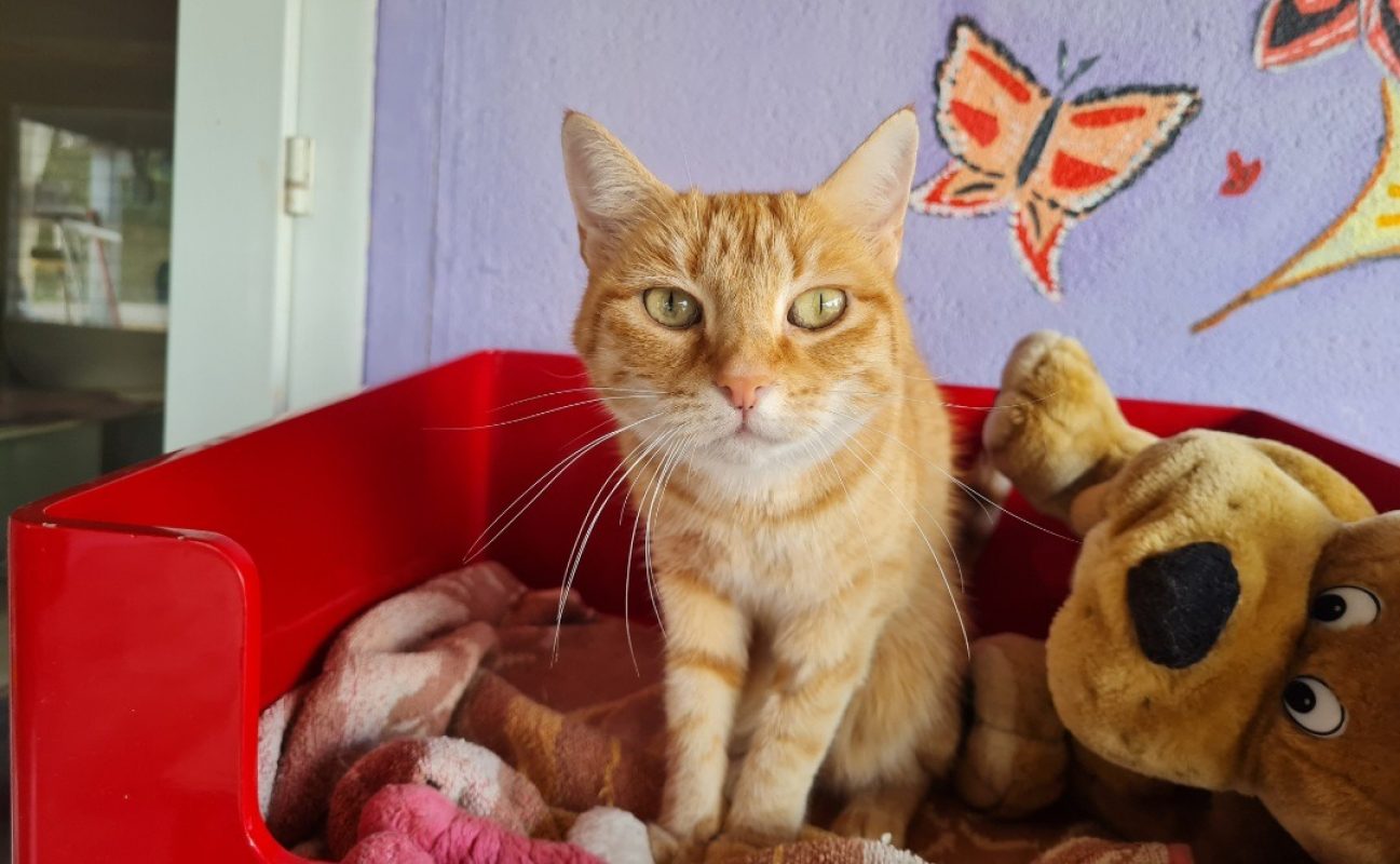 Topaze - Chat Européen à adopter - photo 3