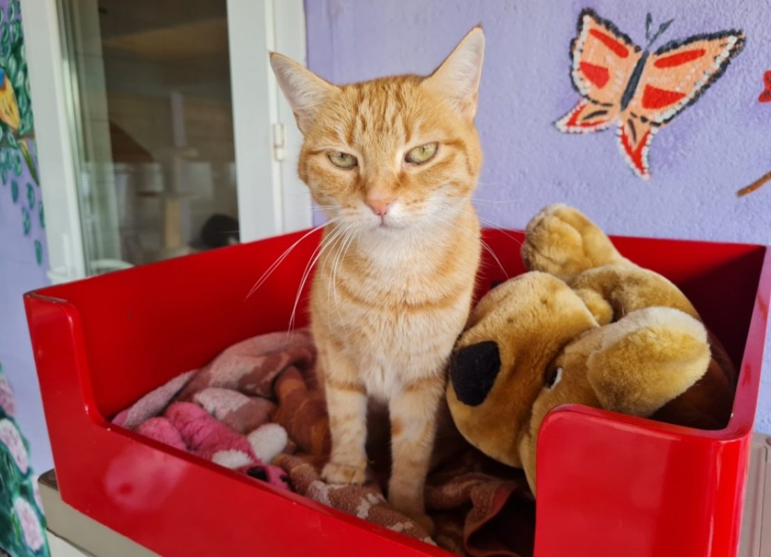 Topaze - Chat Européen à adopter - photo 4