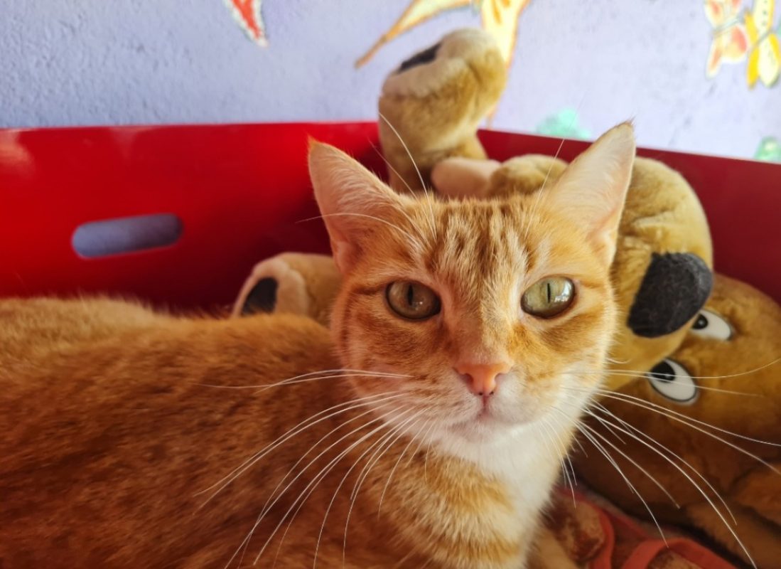 Topaze - Chat Européen à adopter - photo 5