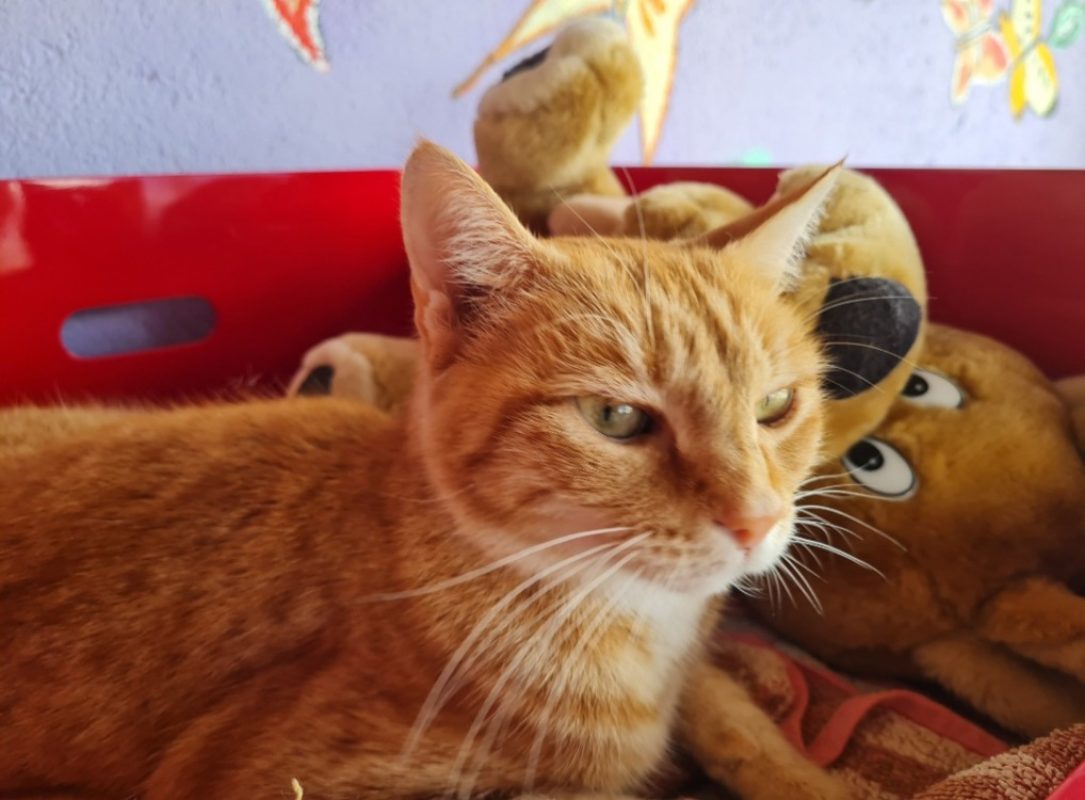 Topaze - Chat Européen à adopter - photo 6