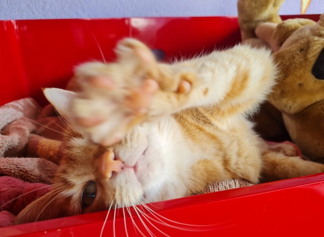 Topaze - Chat Européen à adopter - photo 7