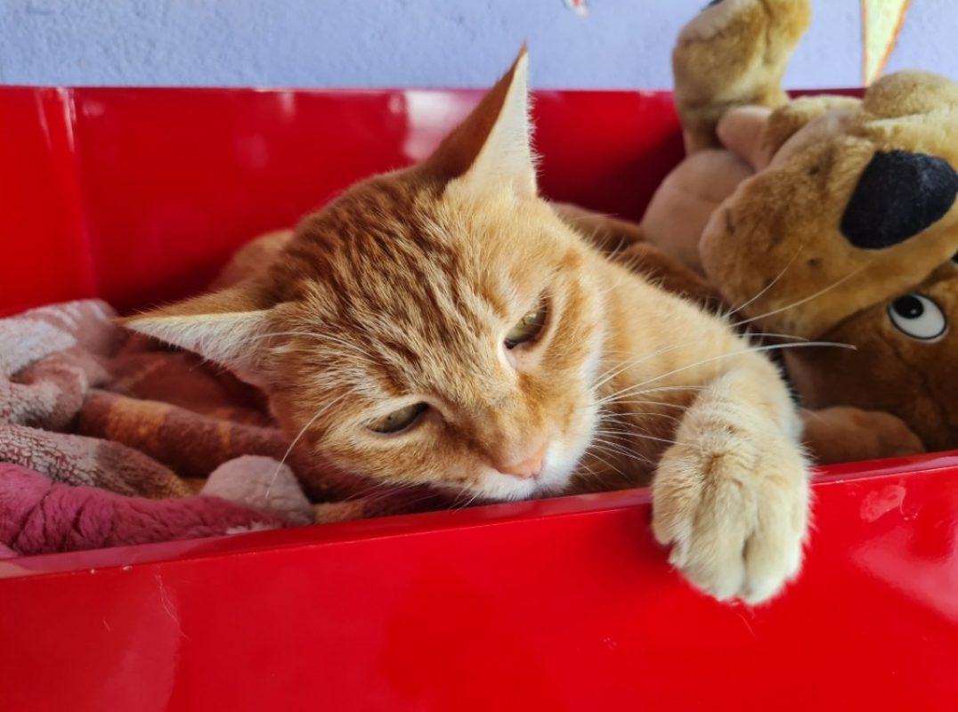 Topaze - Chat Européen à adopter - photo 8